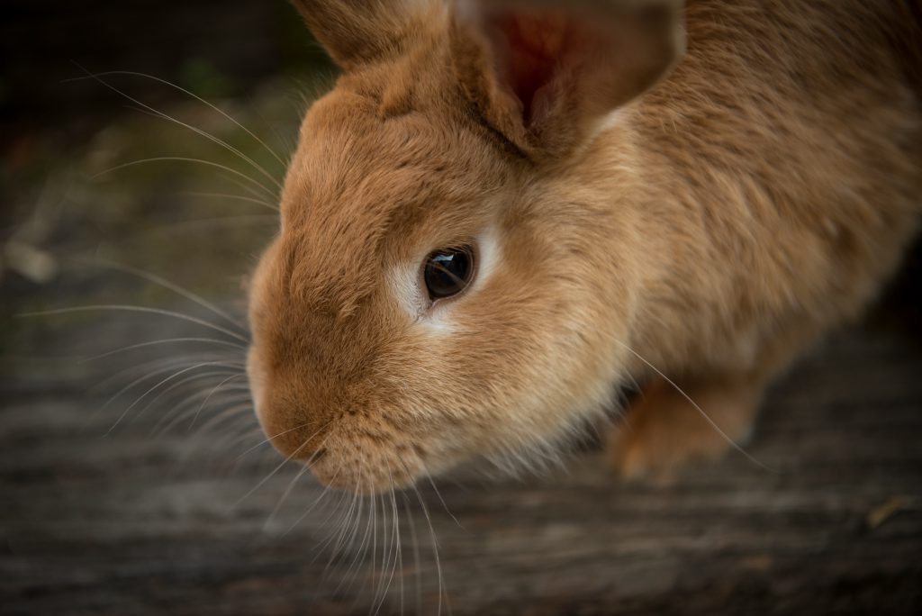 Kaningulsot RVHD - Rabbit Viral Haemorrhagic - Kaninklinikken
